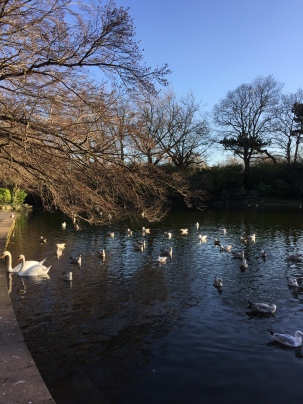 Swans in St. Stephen's Green.